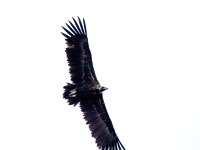 Aegypius monachus 23, Monniksgier, Saxifraga-Bart Vastenhouw