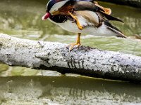 Aix galericulata 9, Mandarijneend, adult male, Saxifraga-Theo Verstrael