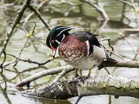 Aix sponsa 15, Carolina-eend, adult male, Saxifraga-Theo Verstrael