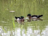 Aix sponsa 17, Carolina-eend, adult male, Saxifraga-Theo Verstrael
