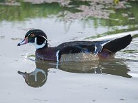 Aix sponsa 3, Carolina-eend, Saxifraga-Luuk Vermeer