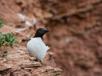 Alca torda 36, Alk, adult, breeding plumage, Saxifraga-Theo Verstrael