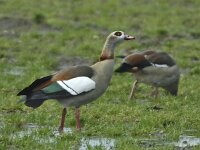 Nijlgans #05720 : Alopochen aegyptiaca, Egyptian Goose, Nijlgans