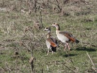 Alopochen aegyptiaca 14, Nijlgans, Saxifraga-Harry van Oosterhout