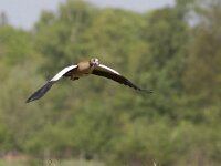 Alopochen aegyptiaca 17, Nijlgans, Saxifraga-Mark Zekhuis