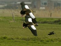 Alopochen aegyptiaca 2, Nijlgans, Saxifraga-Piet Munsterman