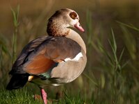 Alopochen aegyptiaca 21, Nijlgans, Saxifraga-Bart Vastenhouw