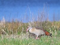 Alopochen aegyptiaca 23, Nijlgans, Saxifraga-Tom Heijnen