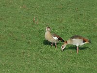 Alopochen aegyptiaca 3, pair, Nijlgans, Saxifraga-Marijke Verhagen