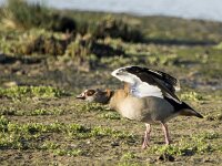 Alopochen aegyptiaca 33, Nijlgans, adult male, Saxifraga-Theo Verstrael