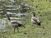 Alopochen aegyptiaca 39, Nijlgans, adult pair, Saxifraga-Theo Verstrael