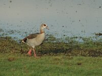 Alopochen aegyptiaca 4, Nijlgans, Saxifraga-Marijke Verhagen