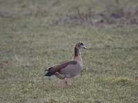 Alopochen aegyptiaca 5, Nijlgans, Saxifraga-Willem Jan Hoeffnagel