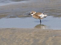 Anarhynchus alexandrinus 7, Strandplevier, Saxifraga-Mark Zekhuis