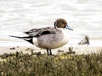 Anas acuta 25, Pijlstaart, Saxifraga-Bart Vastenhouw