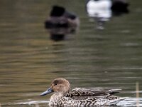 Anas acuta 32, Pijlstaart, adult female, Saxifraga-Theo Verstrael