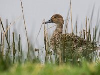 Anas acuta 33, Pijlstaart, adult female, Saxifraga-Theo Verstrael