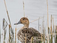 Anas acuta 34, Pijlstaart, adult female, Saxifraga-Theo Verstrael