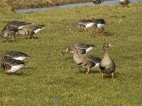 Anser albifrons 17, Kolgans, Saxifraga-Jan Nijendijk