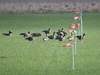 Anser albifrons 30, Kolgans, Saxifraga-Henk Baptist