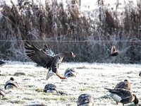 Anser albifrons 35, Kolgans, adult, Saxifraga-Theo Verstrael