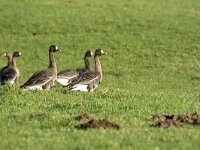 Anser albifrons 42, Kolgans, adult, Saxifraga-Theo Verstrael