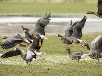 Anser albifrons 45, Kolgans, adult, Saxifraga-Theo Verstrael