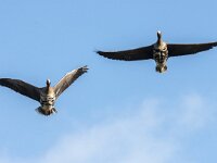 Anser albifrons 47, Kolgans, adult, Saxifraga-Theo Verstrael