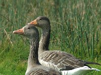Anser anser 16, Grauwe gans, Saxifraga-Jan van der Straaten
