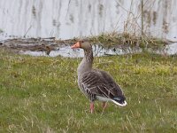 grauwe gans  grauwegans : Anser anser