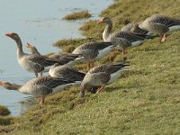Anser anser 21, Grauwe gans, Saxifraga-Jan van der Straaten