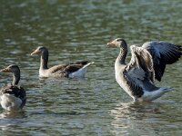 Anser anser 28, Grauwe gans, adults, Saxifraga-Theo Verstrael