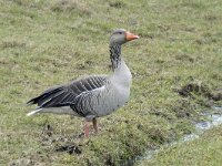 Anser anser 35, Grauwe gans, Saxifraga-Ab H Baas