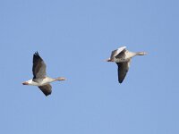 Anser anser 49, Grauwe gans, Saxifraga-Mark Zekhuis
