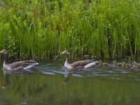 Anser anser 60, Grauwe gans, Saxifraga-Jan Nijendijk