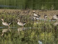 Anser anser 97, Grauwe gans, adult and juveniles, Saxifraga-Theo Verstrael