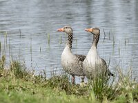 Anser anser 99, Grauwe gans, pair, Saxifraga-Theo Verstrael