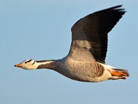 Anser indicus 27, Indische gans, Saxifraga-Tom Heijnen