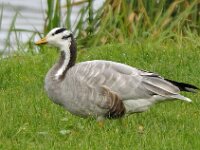 Indische gans #45760 : Anser indicus, Bar-headed Goose, Indische gans