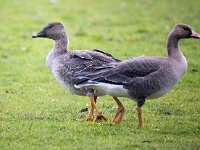 Anser serrirostris 13, Toendrarietgans, Saxifraga-Bart Vastenhouw