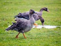 Anser serrirostris 14, Toendrarietgans, Saxifraga-Bart Vastenhouw