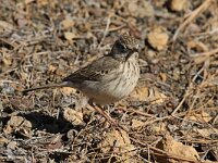 Anthus berthelotii 11, Berthelots pieper, Saxifraga-Henk Baptist