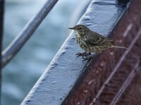 Anthus petrosus 11, Oeverpieper, Saxifraga-Mark Zekhuis