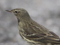 Anthus petrosus 7, Oeverpieper, Saxifraga-Peter Meininger