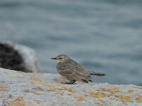 Anthus petrosus ssp petrosus 12, Oeverpieper ssp petrosus, Saxifraga-Ed Stikvoort : Doolin Inishmore Cliffs of Moher