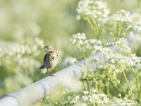 Anthus pratensis 109, Graspieper, adult, Saxifraga-Theo Verstrael