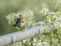 Anthus pratensis 111 Graspieper, adult, Saxifraga-Theo Verstrael