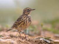 Meadow pipit on bright background  Meadow pipit (Anthus pratensis) is a small passerine bird which breeds in much of northwestern Eurasia, from southeastern Greenland and Iceland east to just east of the Ural Mountains in Russia, and south to central France and Romania. : Anthus, Eurasian, Netherlands, Polder, Songbird, animal, background, beautiful, bird, birdwatching, blur, bright, brown, close, color, colorful, creature, eurasia, europe, european, feather, fence, forage, green, grey, holland, juvenile, looking, meadow, migratory, nature, passerine, pile, pipit, plumage, pratensis, small, spain, species, standing, titlark, vivid, wild, wildlife