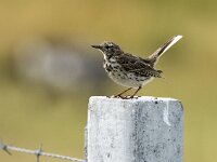 Anthus pratensis 26, Graspieper, adult, Saxifraga-Theo Verstrael