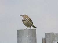 Anthus pratensis 3, Graspieper, Saxifraga-Martin Mollet